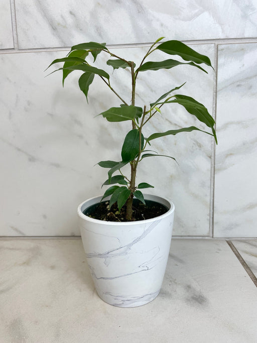 The Plant Farm® Houseplants Ficus Weeping Benjamina, 4" Plant