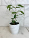 The Plant Farm® Houseplants Ficus Weeping Benjamina, 4" Plant