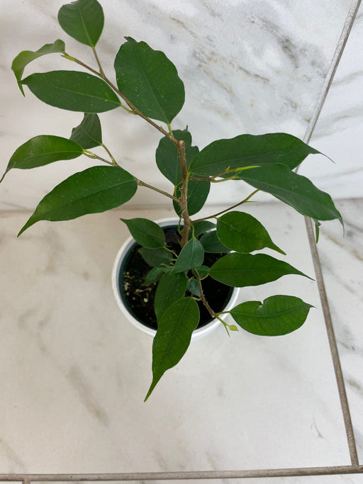 The Plant Farm® Houseplants Ficus Weeping Benjamina, 4" Plant