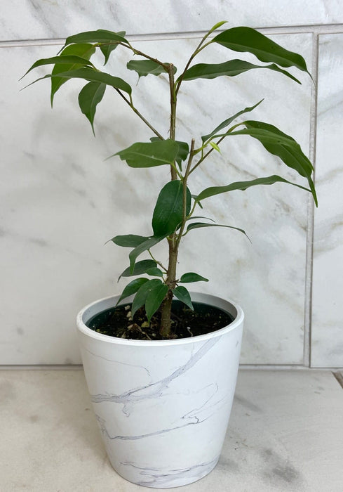 The Plant Farm® Houseplants Ficus Weeping Benjamina, 4" Plant