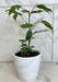 The Plant Farm® Houseplants Ficus Weeping Benjamina, 4" Plant