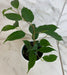 The Plant Farm® Houseplants Ficus Weeping Benjamina, 4" Plant
