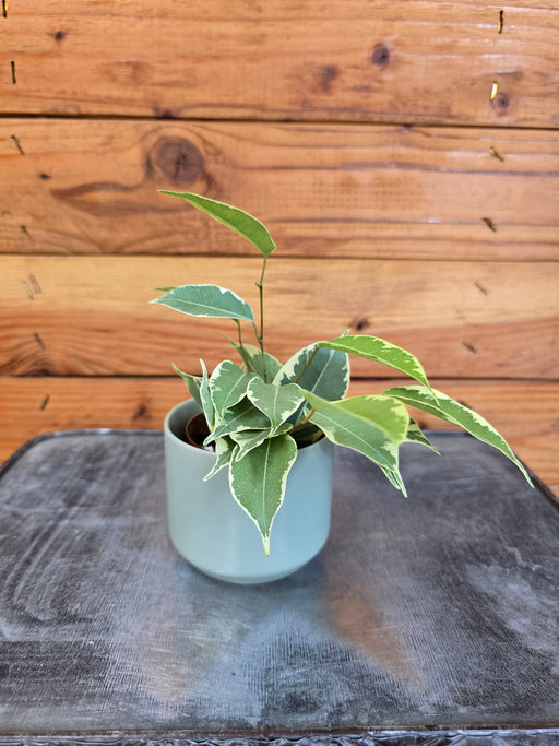 The Plant Farm® Houseplants Ficus Weeping Benjamina Starlight, 2" Plant