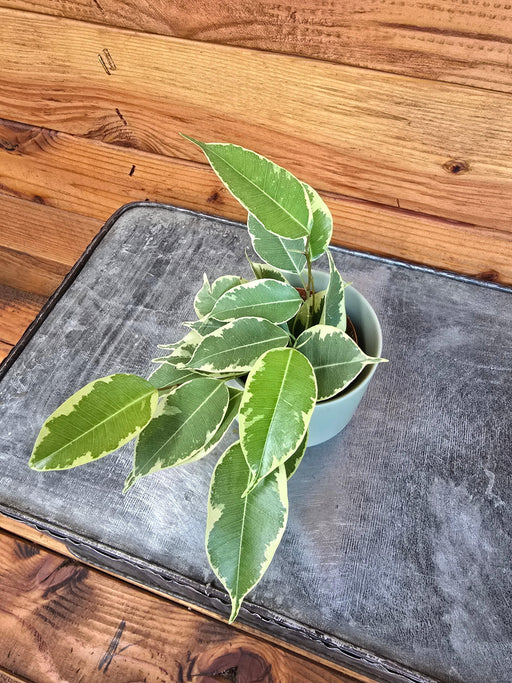 The Plant Farm® Houseplants Ficus Weeping Benjamina Starlight, 2" Plant