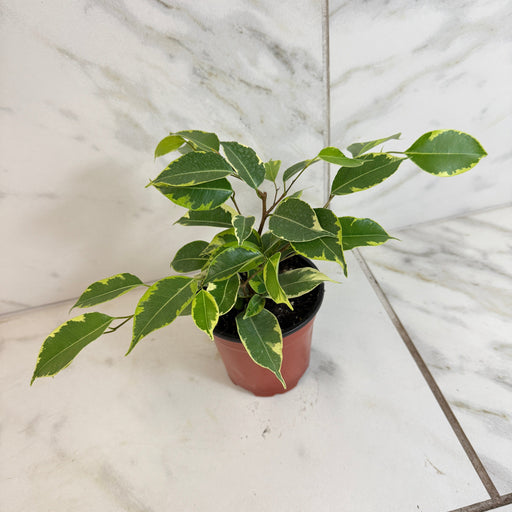 The Plant Farm® Houseplants Ficus Weeping Benjamina Variegated, 4" Plant