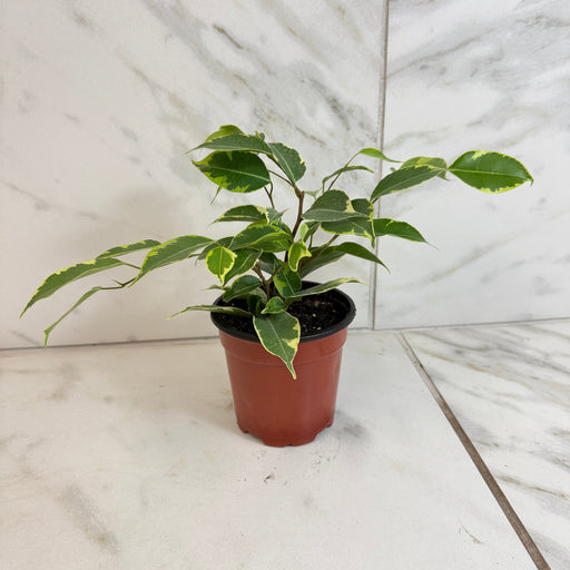 The Plant Farm® Houseplants Ficus Weeping Benjamina Variegated, 4" Plant