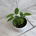 The Plant Farm® Houseplants Ficus Weeping Benjamina Variegated, 4" Plant