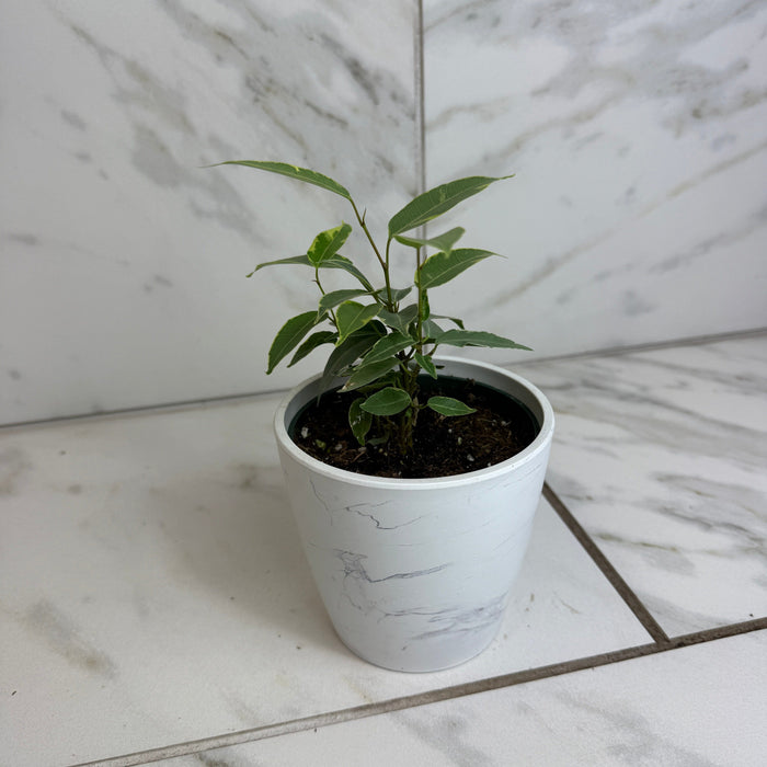 The Plant Farm® Houseplants Ficus Weeping Benjamina Variegated, 4" Plant