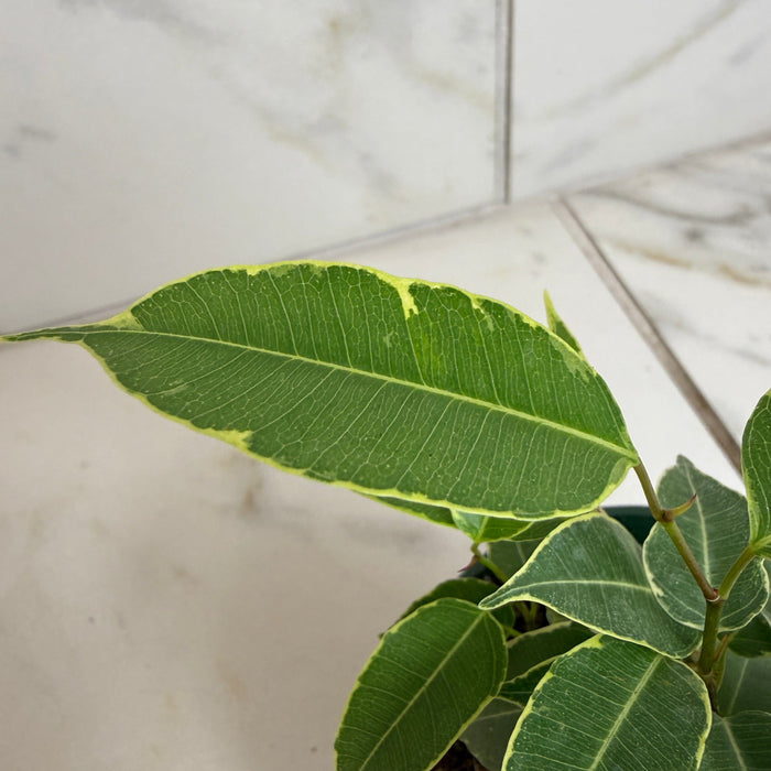 The Plant Farm® Houseplants Ficus Weeping Benjamina Variegated, 4" Plant