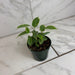 The Plant Farm® Houseplants Ficus Weeping Benjamina Variegated, 4" Plant