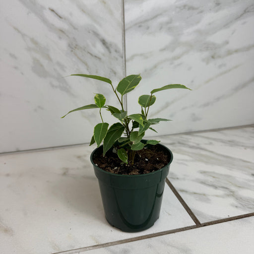 The Plant Farm® Houseplants Ficus Weeping Benjamina Variegated, 4" Plant