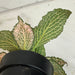 The Plant Farm® Houseplants Fittonia Frankie Nerve, 2" Plant