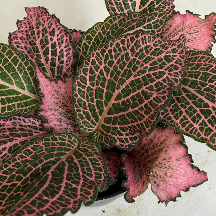 The Plant Farm® Houseplants Fittonia Frankie Nerve, 2" Plant
