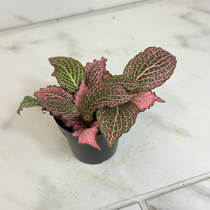 The Plant Farm® Houseplants Fittonia Frankie Nerve, 2" Plant