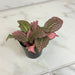 The Plant Farm® Houseplants Fittonia Frankie Nerve, 2" Plant