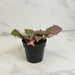 The Plant Farm® Houseplants Fittonia Frankie Nerve, 2" Plant