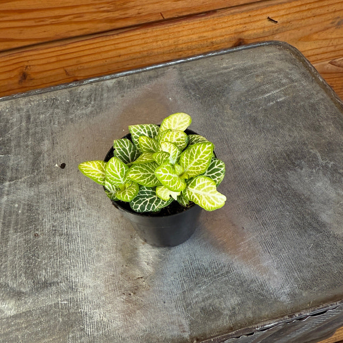 The Plant Farm® Houseplants Fittonia Joly Lemon, 2" Plant