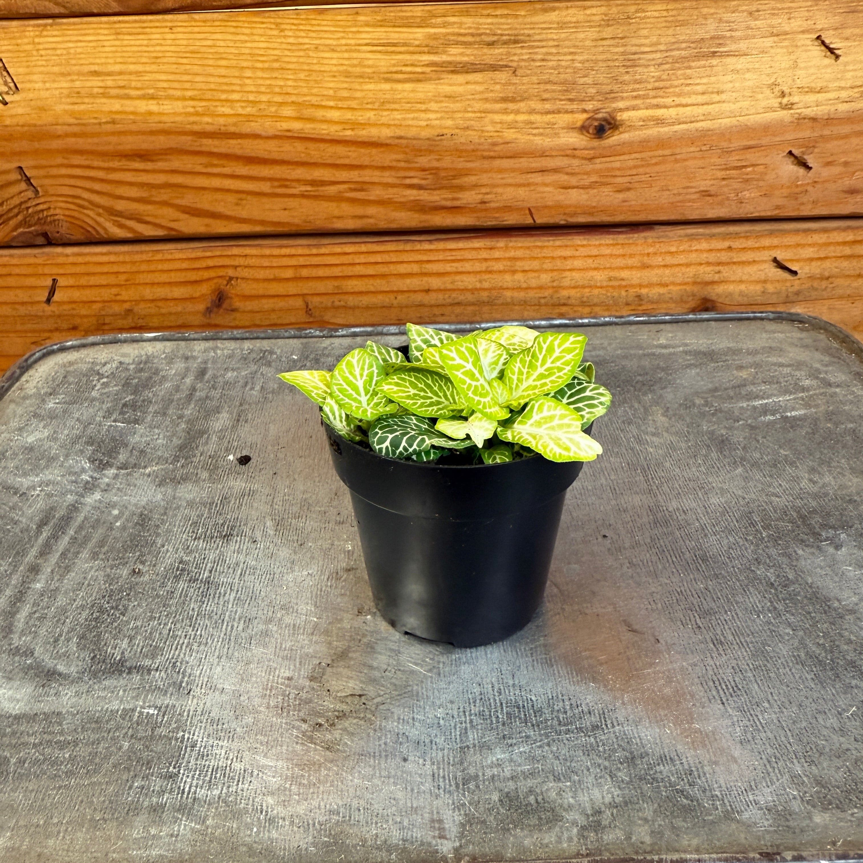 Fittonia Joly Lemon, 2