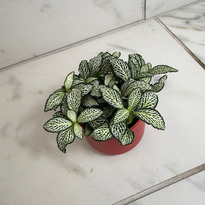 The Plant Farm® Houseplants Fittonia Lovers, 2" Plant
