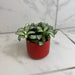 The Plant Farm® Houseplants Fittonia Lovers, 2" Plant
