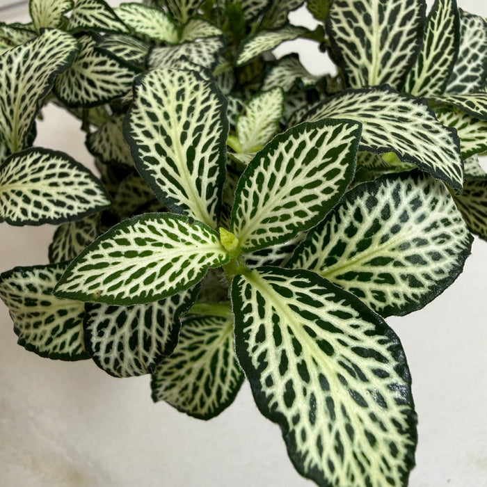 The Plant Farm® Houseplants Fittonia Lovers, 2" Plant