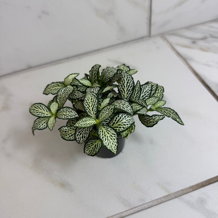 The Plant Farm® Houseplants Fittonia Lovers, 2" Plant