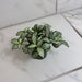 The Plant Farm® Houseplants Fittonia Lovers, 2" Plant
