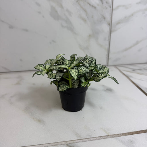 The Plant Farm® Houseplants Fittonia Lovers, 2" Plant