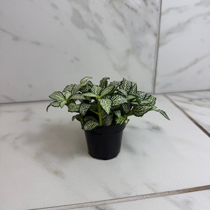 The Plant Farm® Houseplants Fittonia Lovers, 2" Plant