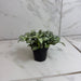 The Plant Farm® Houseplants Fittonia Lovers, 2" Plant