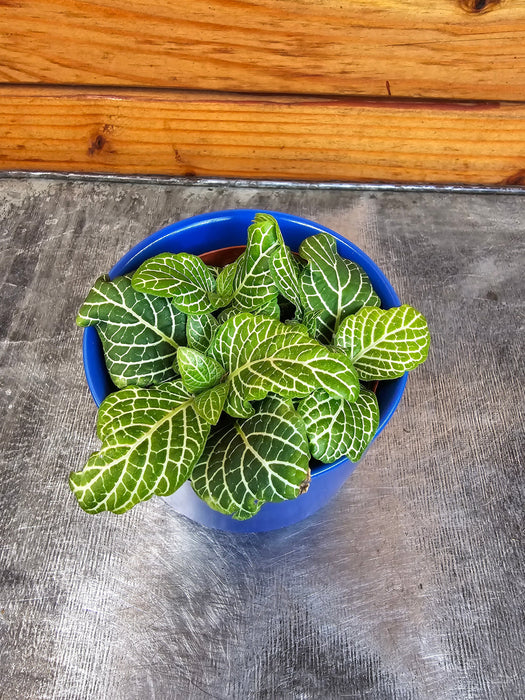 The Plant Farm® Houseplants Fittonia Marble Green, 2" Plant