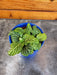 The Plant Farm® Houseplants Fittonia Marble Green, 2" Plant