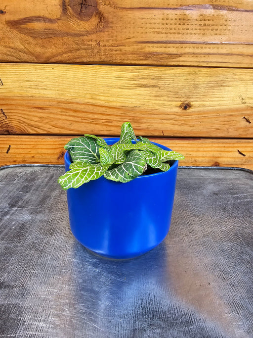 The Plant Farm® Houseplants Fittonia Marble Green, 2" Plant