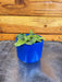 The Plant Farm® Houseplants Fittonia Marble Green, 2" Plant