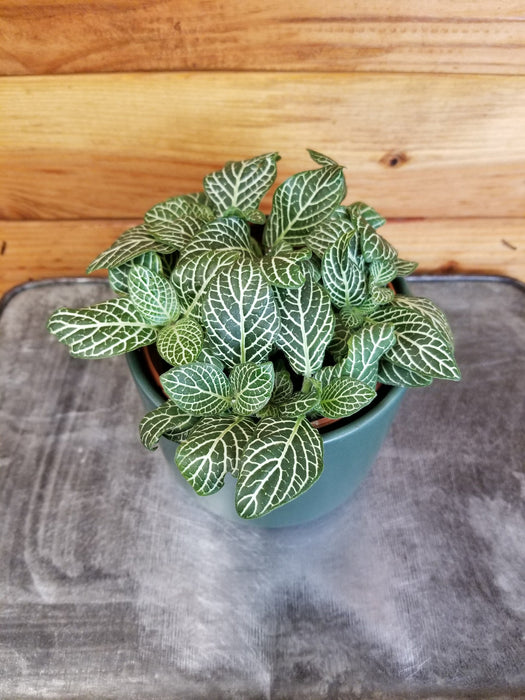 The Plant Farm® Houseplants Fittonia Marble Green, 4" Plant