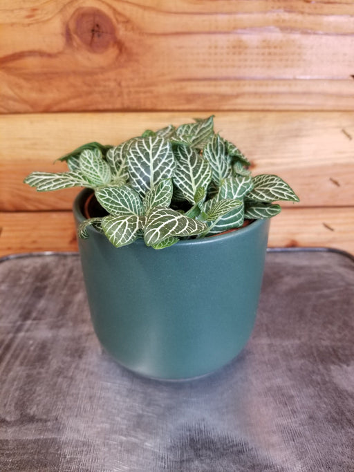 The Plant Farm® Houseplants Fittonia Marble Green, 4" Plant