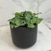 The Plant Farm® Houseplants Fittonia Mini White Vein Nerve, 4" Plant
