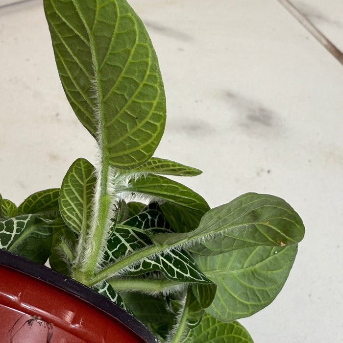 The Plant Farm® Houseplants Fittonia Mini White Vein Nerve, 4" Plant