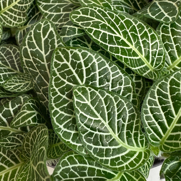 The Plant Farm® Houseplants Fittonia Mini White Vein Nerve, 4" Plant