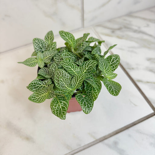 The Plant Farm® Houseplants Fittonia Mini White Vein Nerve, 4" Plant