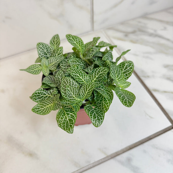 The Plant Farm® Houseplants Fittonia Mini White Vein Nerve, 4" Plant