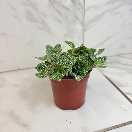 The Plant Farm® Houseplants Fittonia Mini White Vein Nerve, 4" Plant