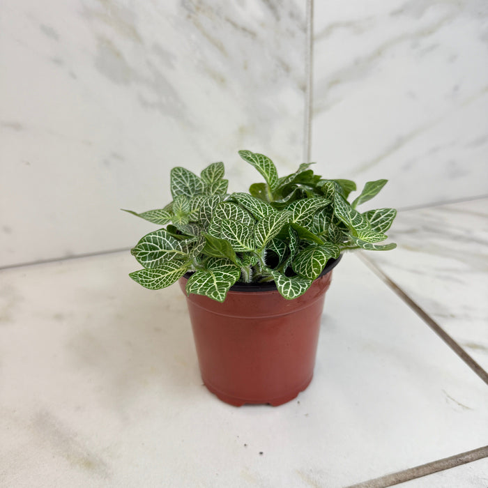 The Plant Farm® Houseplants Fittonia Mini White Vein Nerve, 4" Plant