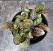The Plant Farm® Houseplants Fittonia Mistral, 2" Plant