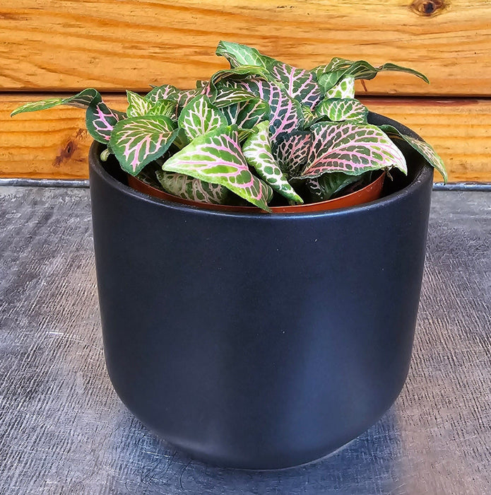 The Plant Farm® Houseplants Fittonia Mistral, 2" Plant