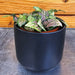 The Plant Farm® Houseplants Fittonia Mistral, 2" Plant