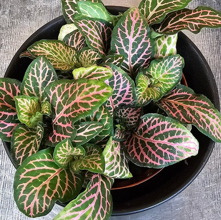 The Plant Farm® Houseplants Fittonia Mistral, 2" Plant