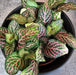 The Plant Farm® Houseplants Fittonia Mistral, 2" Plant