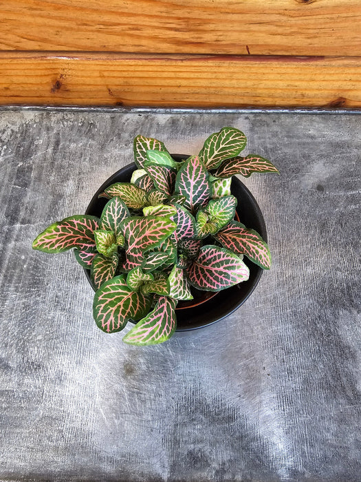 The Plant Farm® Houseplants Fittonia Mistral, 2" Plant