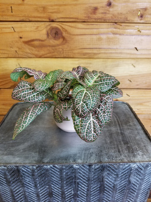The Plant Farm® Houseplants Fittonia Pink Wave Nerve, Cuttings x3